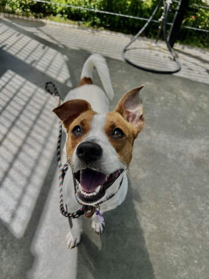 Sarang, an adoptable Terrier, Mixed Breed in Honolulu, HI, 96826 | Photo Image 1