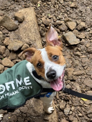 Sarang, an adoptable Terrier, Mixed Breed in Honolulu, HI, 96826 | Photo Image 2