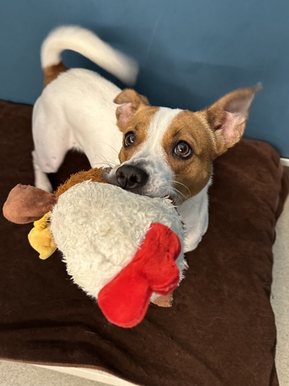 Sarang, an adoptable Terrier, Mixed Breed in Honolulu, HI, 96826 | Photo Image 3