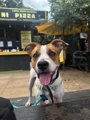 Sarang, an adoptable Terrier, Mixed Breed in Honolulu, HI, 96826 | Photo Image 3