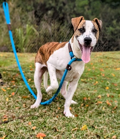 Angel, an adoptable Mixed Breed in Honolulu, HI, 96826 | Photo Image 1