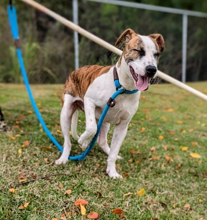 Angel, an adoptable Mixed Breed in Honolulu, HI, 96826 | Photo Image 2