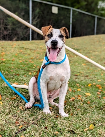 Angel, an adoptable Mixed Breed in Honolulu, HI, 96826 | Photo Image 3