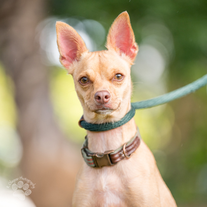 Tiny, an adoptable Chihuahua, Mixed Breed in Honolulu, HI, 96826 | Photo Image 1