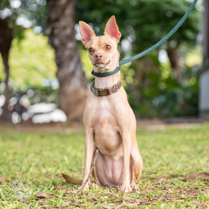 Tiny, an adoptable Chihuahua, Mixed Breed in Honolulu, HI, 96826 | Photo Image 2