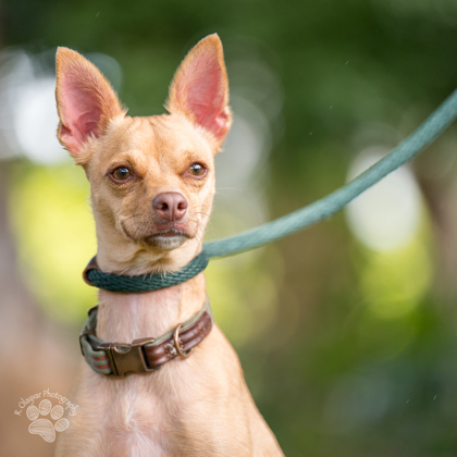 Tiny, an adoptable Chihuahua, Mixed Breed in Honolulu, HI, 96826 | Photo Image 3
