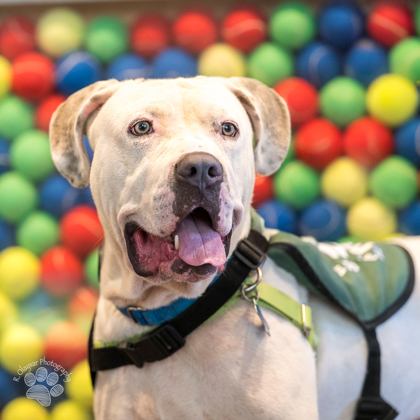 Lola Bunny, an adoptable Pit Bull Terrier, Mixed Breed in Honolulu, HI, 96826 | Photo Image 1