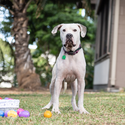 Lola Bunny, an adoptable Pit Bull Terrier, Mixed Breed in Honolulu, HI, 96826 | Photo Image 2
