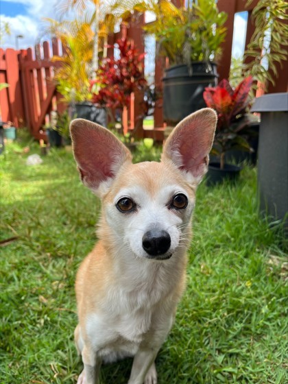 Rasha, an adoptable Chihuahua, Mixed Breed in Honolulu, HI, 96826 | Photo Image 1