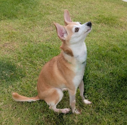 Rasha, an adoptable Chihuahua, Mixed Breed in Honolulu, HI, 96826 | Photo Image 2