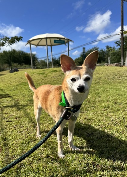 Rasha, an adoptable Chihuahua, Mixed Breed in Honolulu, HI, 96826 | Photo Image 3