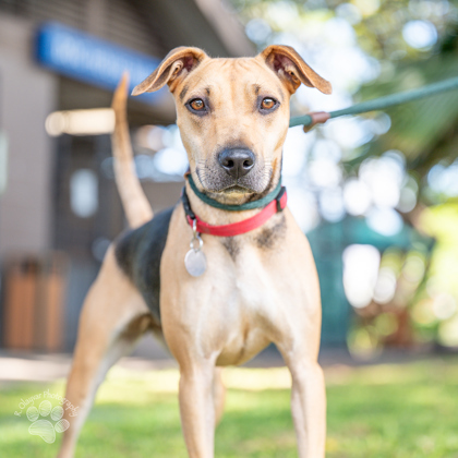 Princess, an adoptable Mixed Breed in Honolulu, HI, 96826 | Photo Image 1