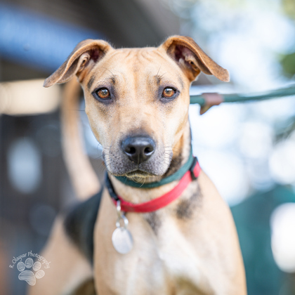 Princess, an adoptable Mixed Breed in Honolulu, HI, 96826 | Photo Image 2