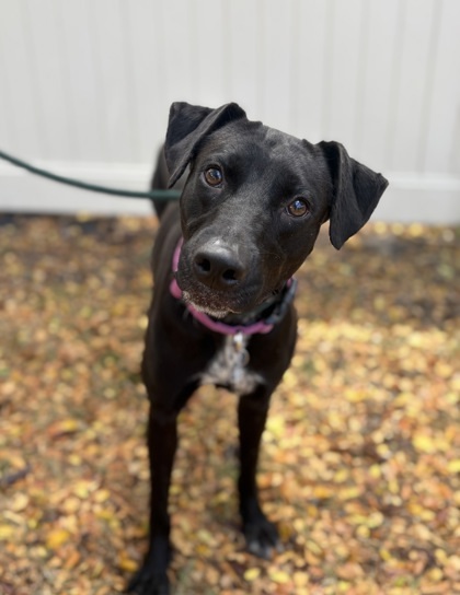 Lulu Lemon, an adoptable Mixed Breed in Honolulu, HI, 96826 | Photo Image 1