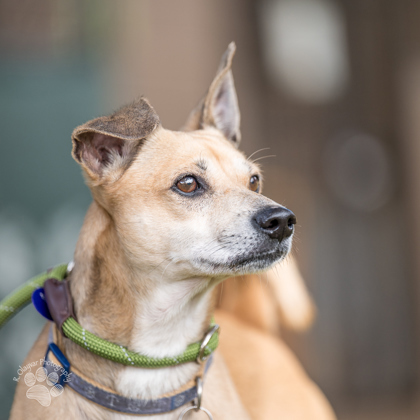 Buster, an adoptable Mixed Breed in Honolulu, HI, 96826 | Photo Image 1