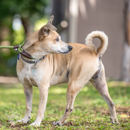 Buster, an adoptable Mixed Breed in Honolulu, HI, 96826 | Photo Image 2