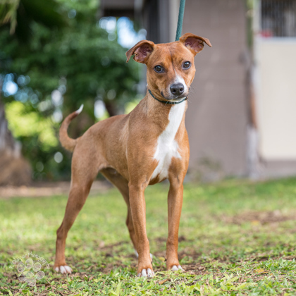 Friday, an adoptable Mixed Breed in Honolulu, HI, 96826 | Photo Image 1