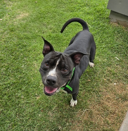 Eddie, an adoptable Pit Bull Terrier, Mixed Breed in Honolulu, HI, 96826 | Photo Image 1
