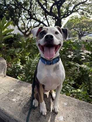 Baxter, an adoptable Pit Bull Terrier, Mixed Breed in Honolulu, HI, 96826 | Photo Image 1