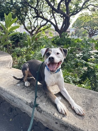 Baxter, an adoptable Pit Bull Terrier, Mixed Breed in Honolulu, HI, 96826 | Photo Image 2