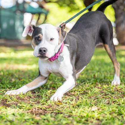 Baxter, an adoptable Pit Bull Terrier, Mixed Breed in Honolulu, HI, 96826 | Photo Image 3
