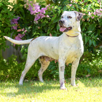 Belle, an adoptable Pit Bull Terrier, Mixed Breed in Honolulu, HI, 96826 | Photo Image 1