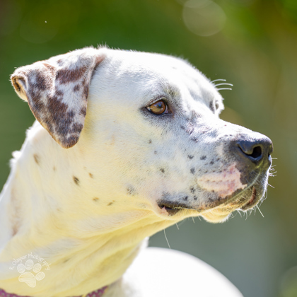 Belle, an adoptable Pit Bull Terrier, Mixed Breed in Honolulu, HI, 96826 | Photo Image 3