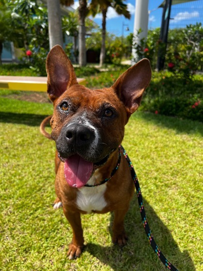 Batman, an adoptable Mixed Breed in Honolulu, HI, 96826 | Photo Image 1