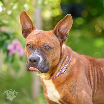 Batman, an adoptable Mixed Breed in Honolulu, HI, 96826 | Photo Image 2