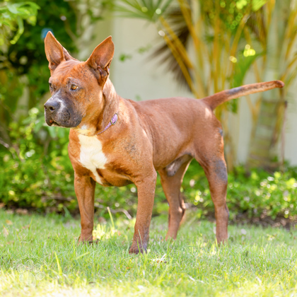 Batman, an adoptable Mixed Breed in Honolulu, HI, 96826 | Photo Image 3