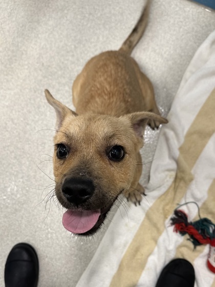 Pwi Pwi, an adoptable Mixed Breed in Honolulu, HI, 96826 | Photo Image 1