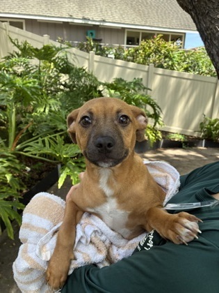 Topher, an adoptable Terrier, Mixed Breed in Honolulu, HI, 96826 | Photo Image 1