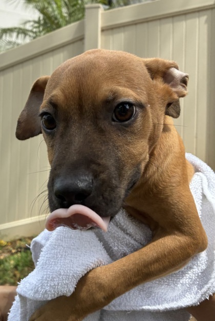 Topher, an adoptable Terrier, Mixed Breed in Honolulu, HI, 96826 | Photo Image 2