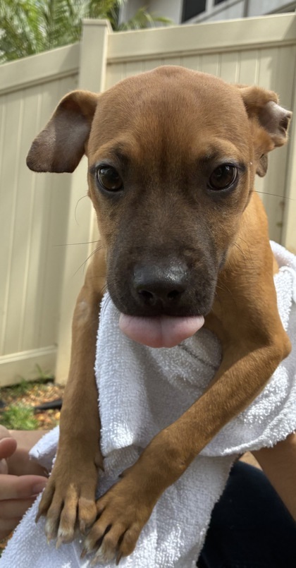 Topher, an adoptable Terrier, Mixed Breed in Honolulu, HI, 96826 | Photo Image 3