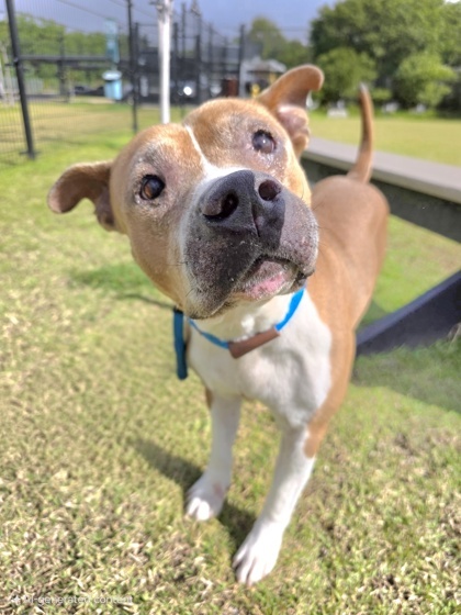 Paolo, an adoptable Pit Bull Terrier, Mixed Breed in Honolulu, HI, 96826 | Photo Image 1