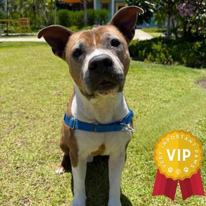 Paolo, an adoptable Pit Bull Terrier, Mixed Breed in Honolulu, HI, 96826 | Photo Image 1
