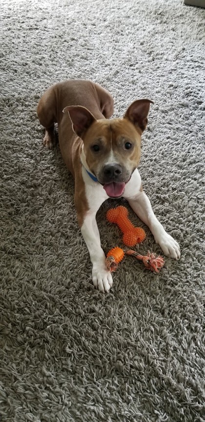 Paolo, an adoptable Pit Bull Terrier, Mixed Breed in Honolulu, HI, 96826 | Photo Image 2