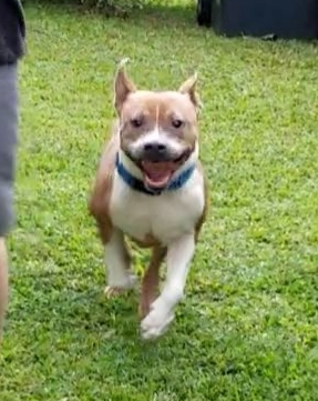 Paolo, an adoptable Pit Bull Terrier, Mixed Breed in Honolulu, HI, 96826 | Photo Image 3