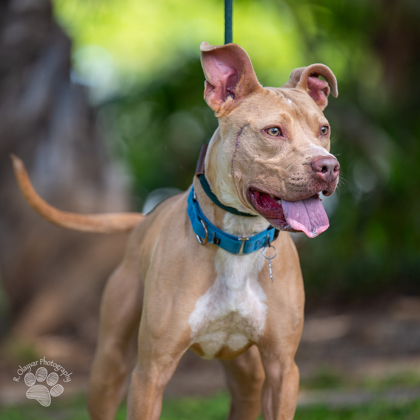 Choppa, an adoptable Pit Bull Terrier, Mixed Breed in Honolulu, HI, 96826 | Photo Image 1