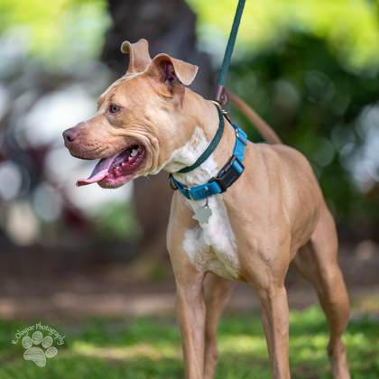 Choppa, an adoptable Pit Bull Terrier, Mixed Breed in Honolulu, HI, 96826 | Photo Image 2