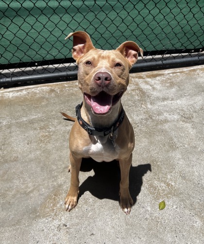 Choppa, an adoptable Pit Bull Terrier, Mixed Breed in Honolulu, HI, 96826 | Photo Image 3
