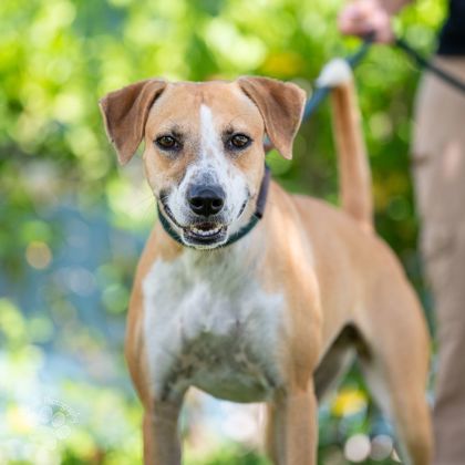 Jazzie, an adoptable Terrier, Mixed Breed in Honolulu, HI, 96826 | Photo Image 1