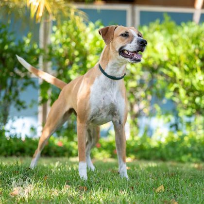 Jazzie, an adoptable Terrier, Mixed Breed in Honolulu, HI, 96826 | Photo Image 2