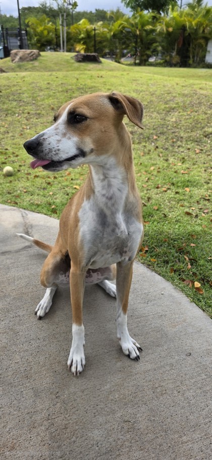 Jazzie, an adoptable Terrier, Mixed Breed in Honolulu, HI, 96826 | Photo Image 3