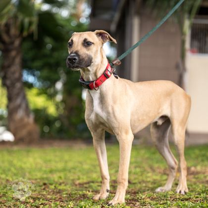 Green Bean, an adoptable Mixed Breed in Honolulu, HI, 96826 | Photo Image 1