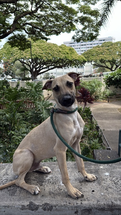 Green Bean, an adoptable Mixed Breed in Honolulu, HI, 96826 | Photo Image 1