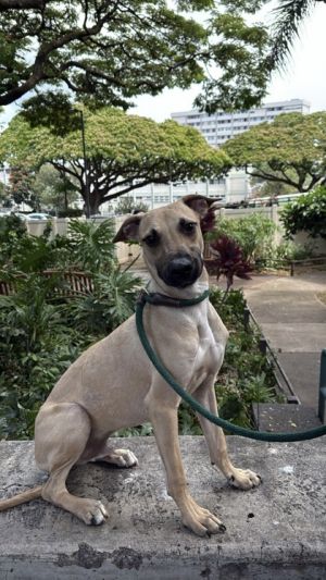 Green Bean, Young Male Mixed Breed