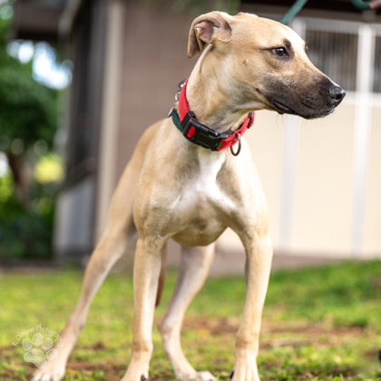 Green Bean, an adoptable Mixed Breed in Honolulu, HI, 96826 | Photo Image 2