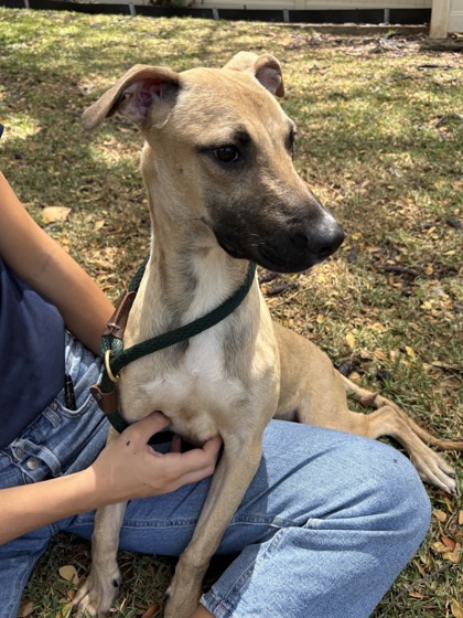 Green Bean, an adoptable Mixed Breed in Honolulu, HI, 96826 | Photo Image 3