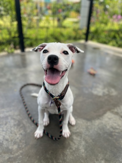 Matilda, an adoptable Mixed Breed in Honolulu, HI, 96826 | Photo Image 1